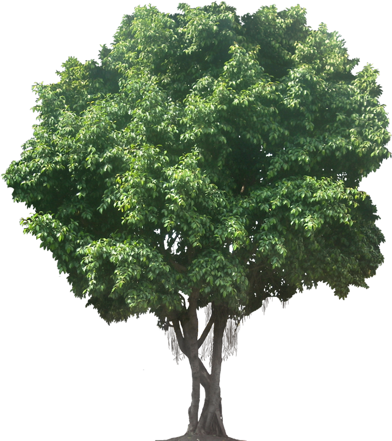 Download Ficus, Parsley, Objects, Tree Cut Out, Herbs, Plants, - Oak