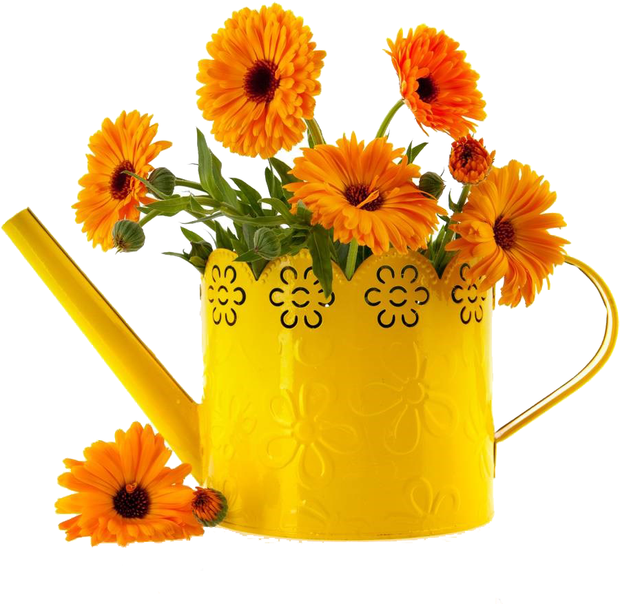万寿菊图片- English Marigold , Png Download - Calendula Flower In A Vase ...