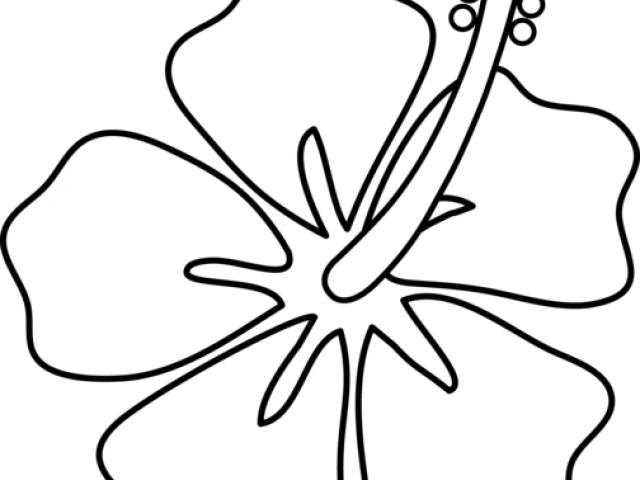 Hawaiian Flower Outline - Drawing Clipart - Large Size Png Image - PikPng