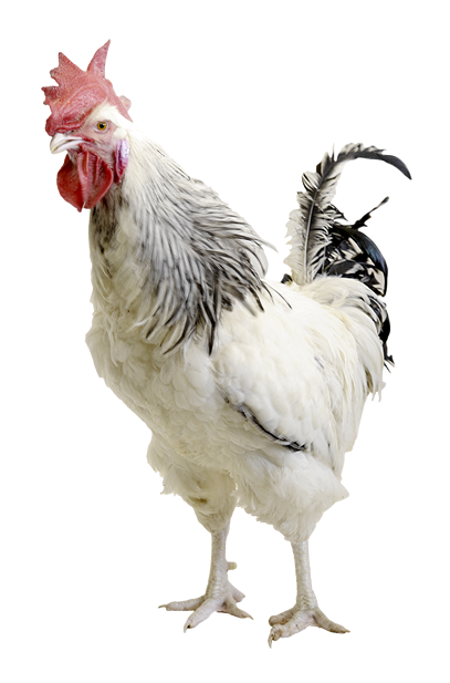 High Quality Poultry Breeding For Superior - Poulet Png Vivant Clipart (500x626), Png Download