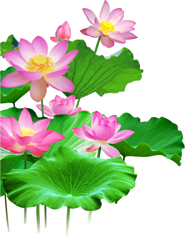 Download Sacred Lotus, Lotus Effect, Green Lotus Leaf, Flower, - Lotus