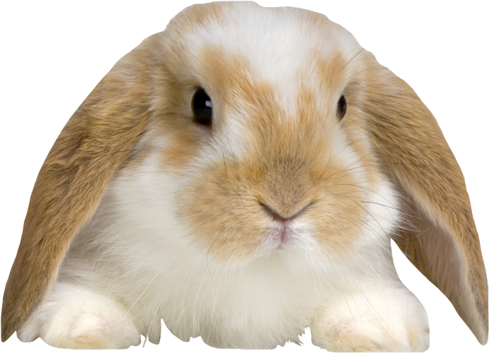 Fluffy Rabbit Png Coelho Animal De Estimacao Clipart Large Size Png Image Pikpng