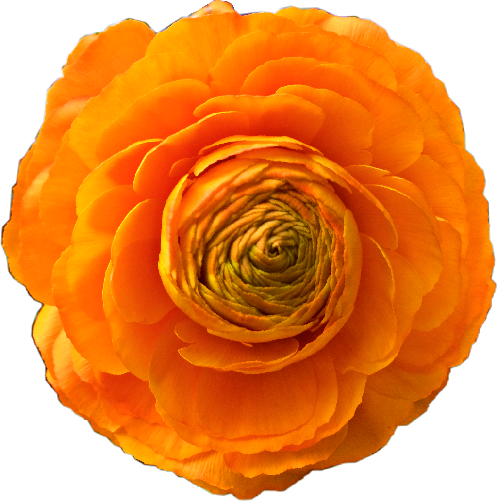 Download Freetoedit Orangeflower Orange Flower Beautiful Freetoe ...