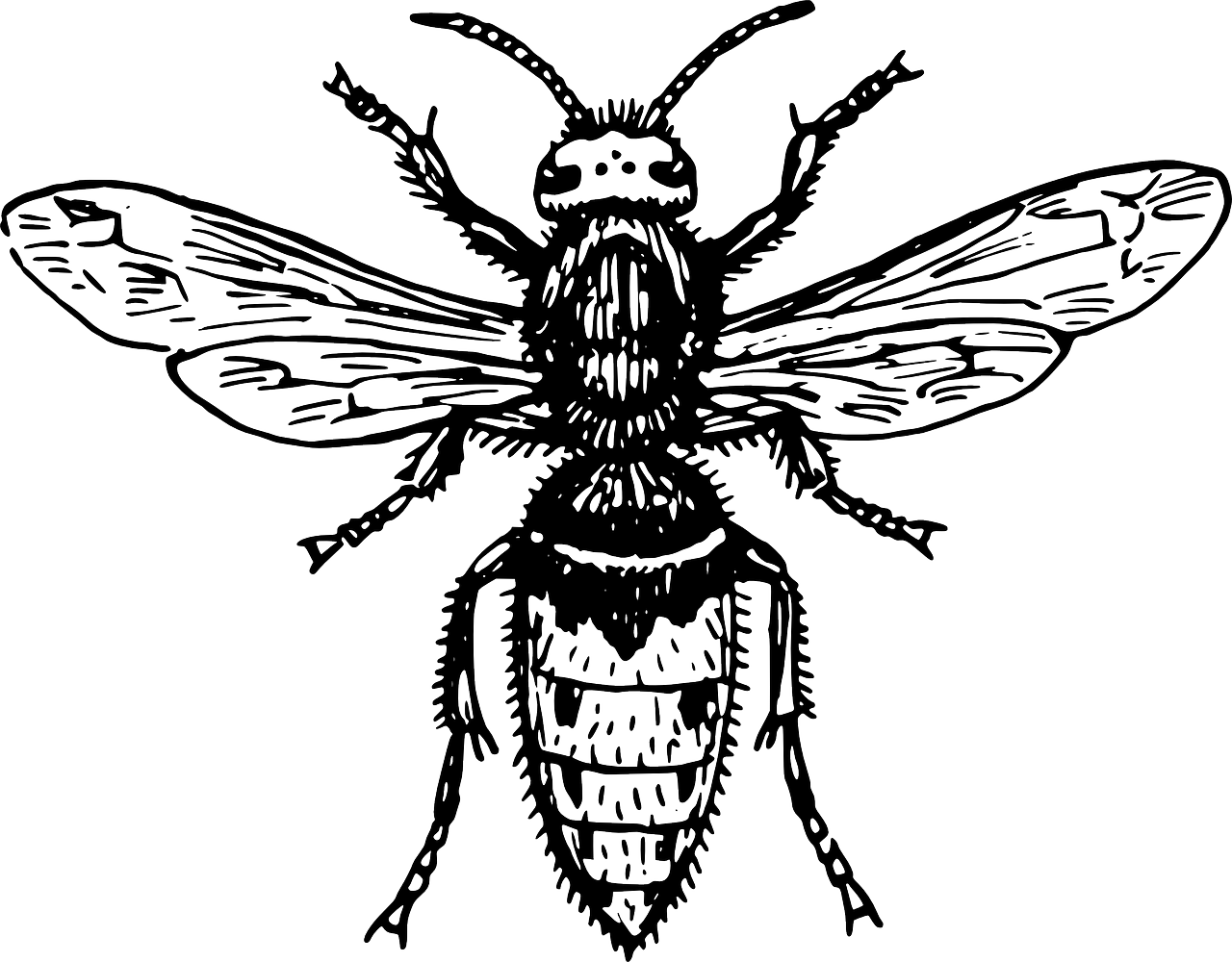 Hornet Bee Wasp Animal Biology Png Image - Fly Clipart Black And White Tran...