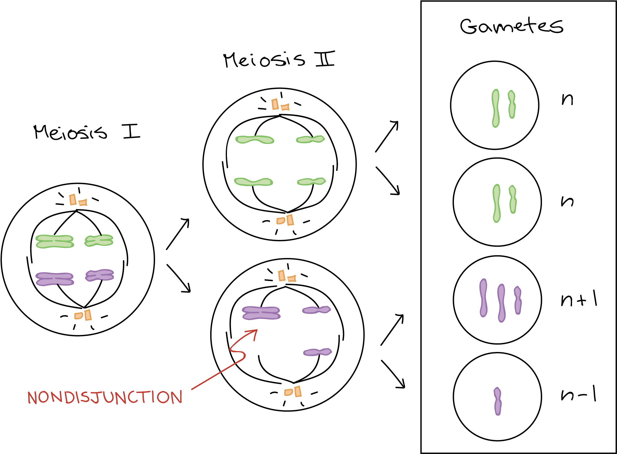 Black And White Stock Collection Of Use Drawings To - Mitosis Diagram ...