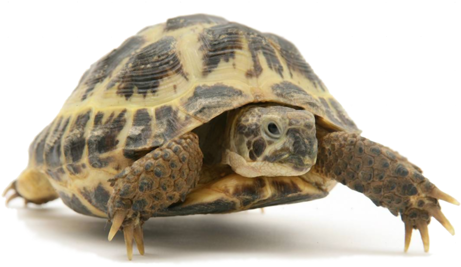 explore-the-difference-between-turtle-and-tortoise