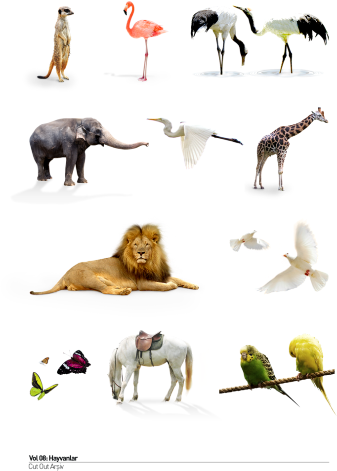 Wild Animals Png Giraffe Clipart Large Size Png Image Pikpng