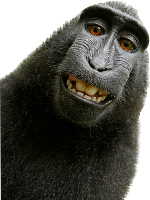 Keep Smiling Funny Animals, Cute Animals, Unusual Animals, - David Slater Monkey Clipart (503x662), Png Download