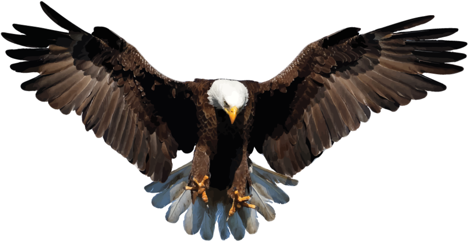 Download Bald Eagle Png Background Image - Eagle Png Transparent