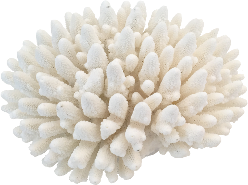 Download Coral Png , Png Download Clipart Png Download - PikPng