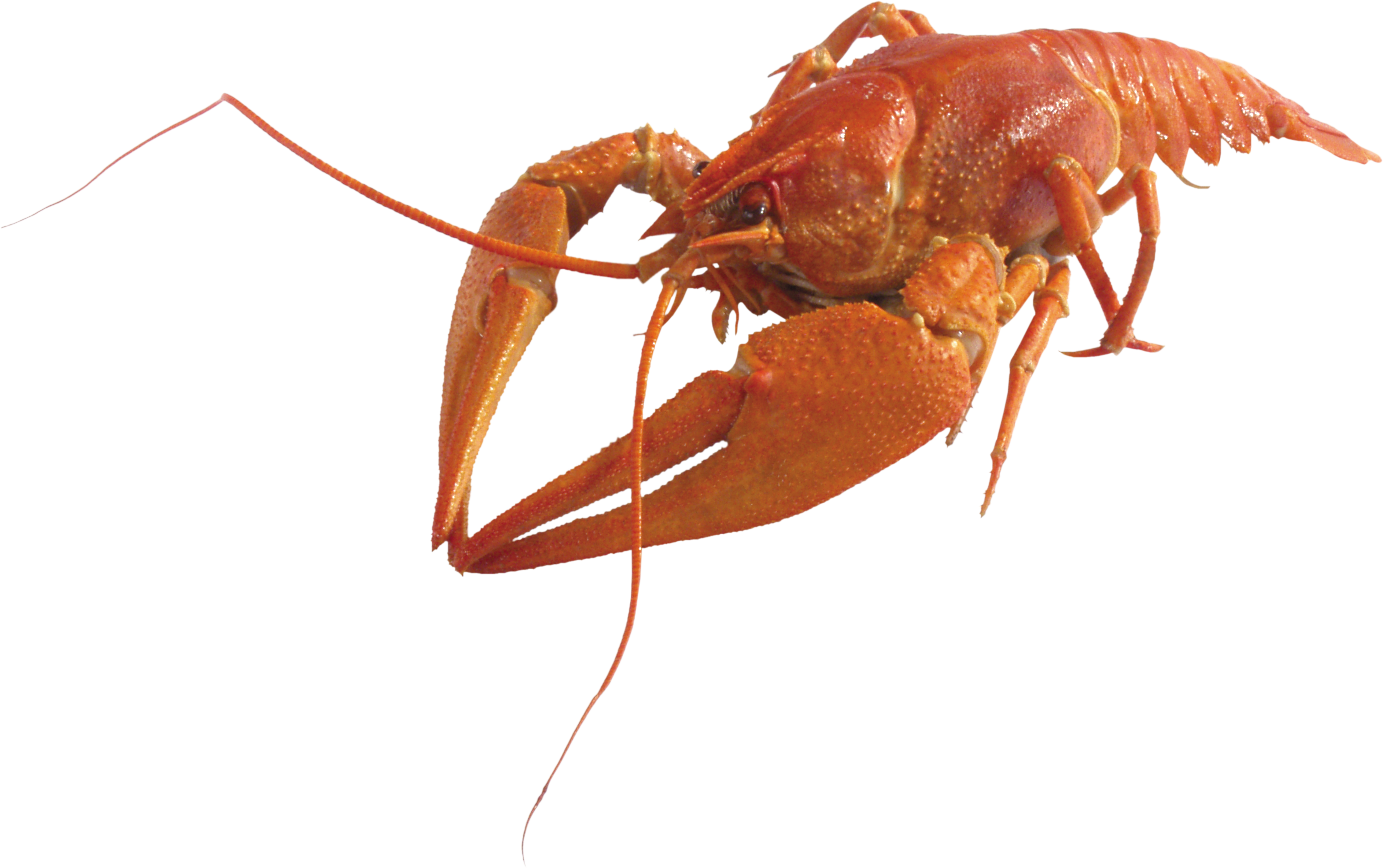 Lobster Png Clipart (3023x1898), Png Download