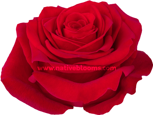 Freedom Roses - Floribunda Clipart (666x696), Png Download