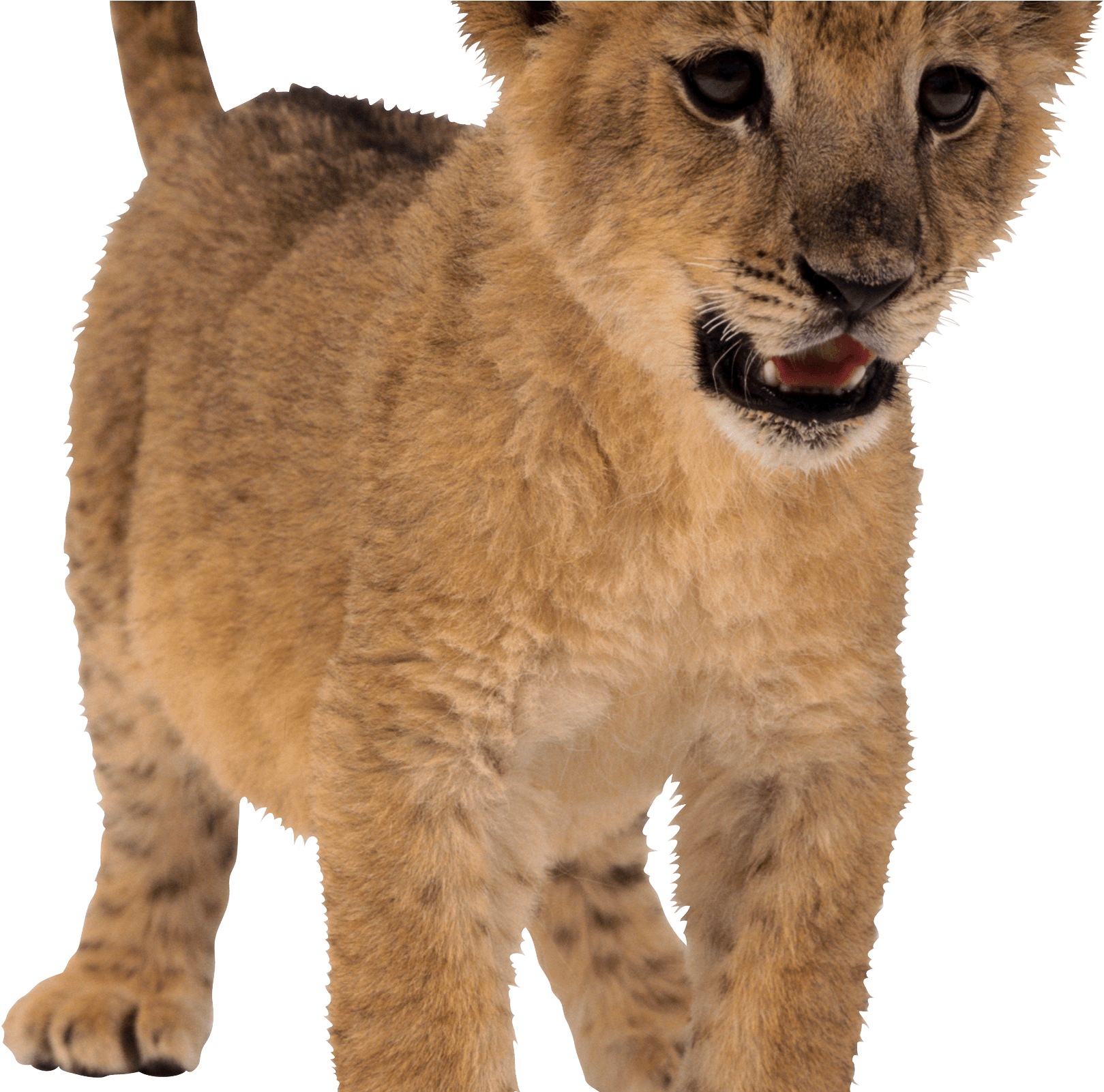 Download Baby Lion Png Lion Png Small Clipart Large Size Png Image Pikpng