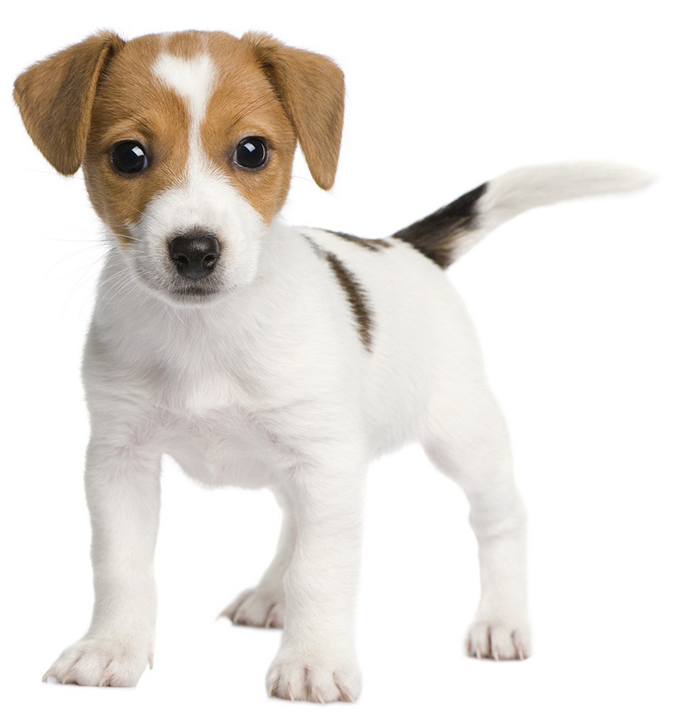 Download Jack Russell Bull Terriers , Png Download - Transparent Little