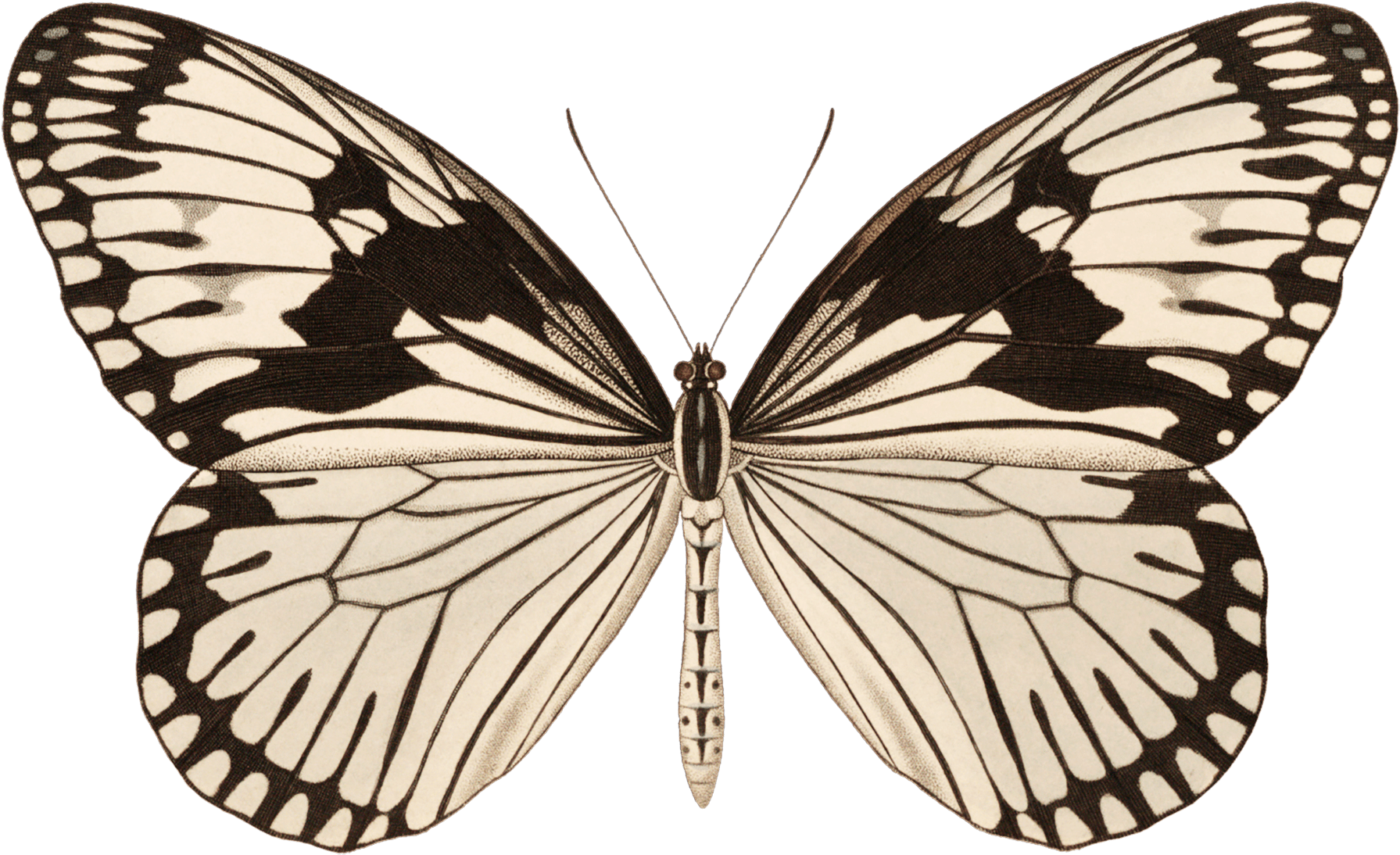 Lepidoptera Clipart - Large Size Png Image - PikPng