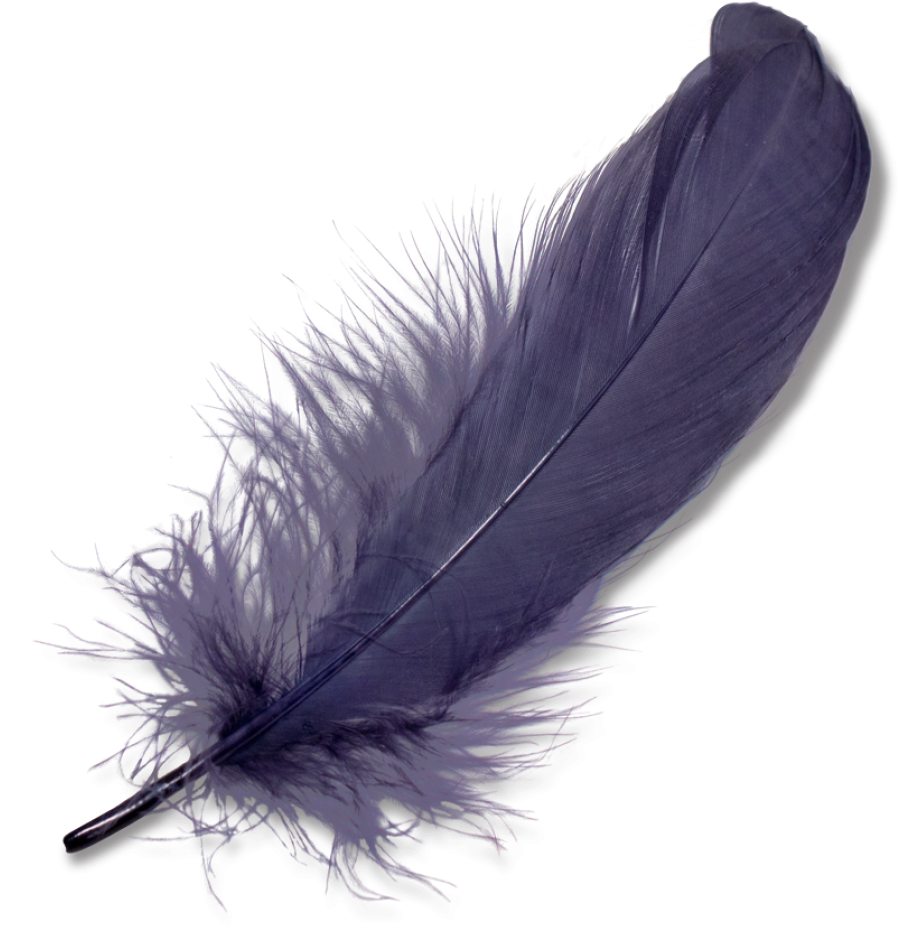 Download Feather Png Clipart Png Download - PikPng