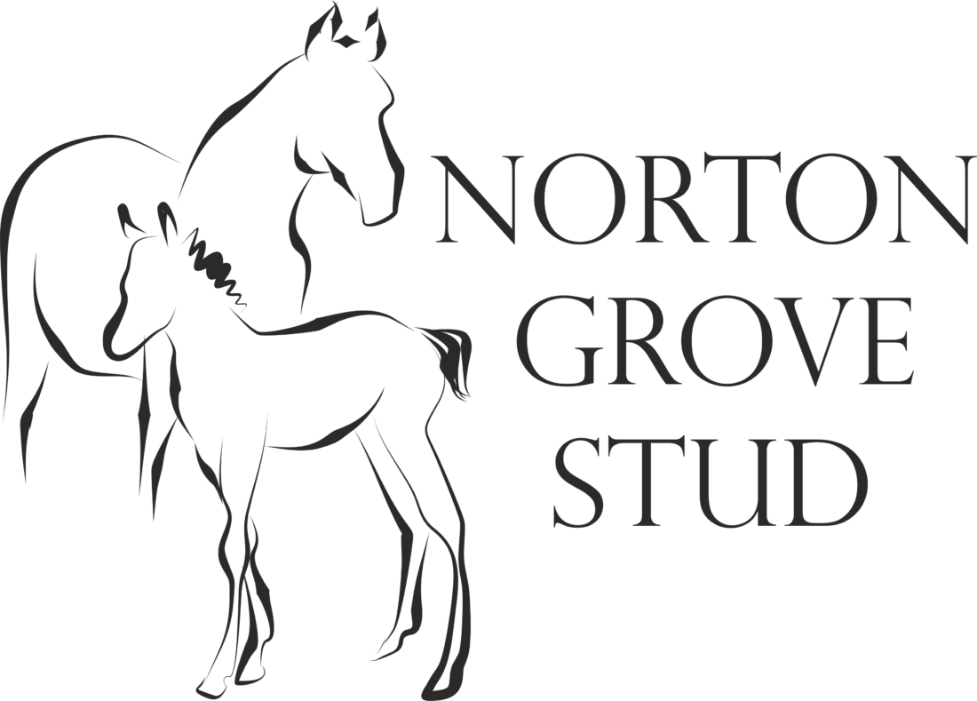 Norton Grove Stud Logo - Art Vitta Clipart - Large Size Png Image - PikPng