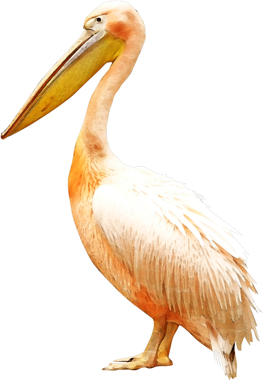 Clip Royalty Free Bird Pelican Clip Art Pelikan  Png  