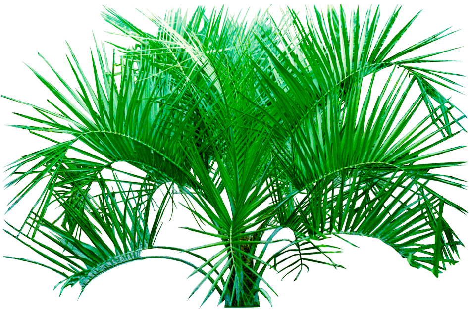 Download Plants Transparent Background - Tropical Plants Transparent