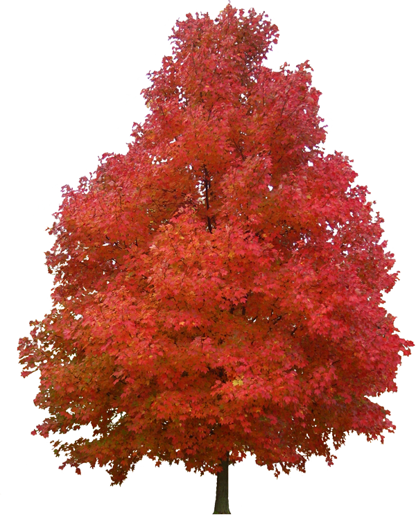 Download Maple Tree Png Clipart Png Download Pikpng