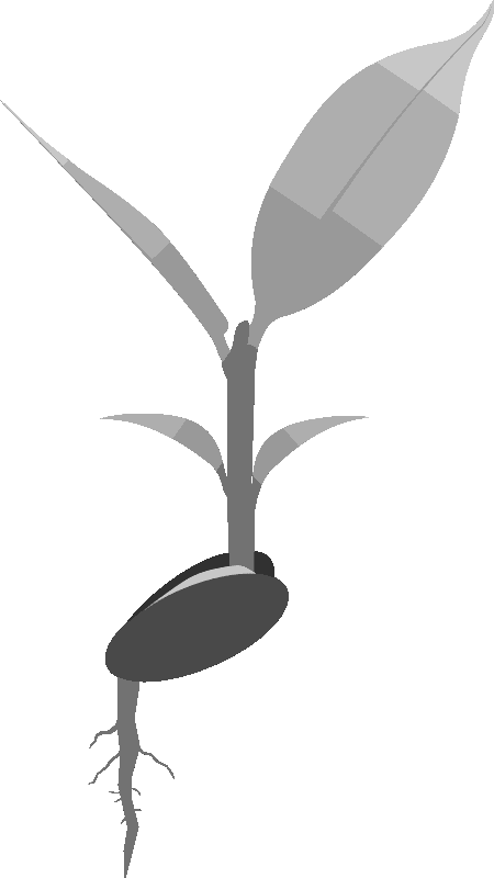 Input Plant And Root Clipart - Large Size Png Image - PikPng