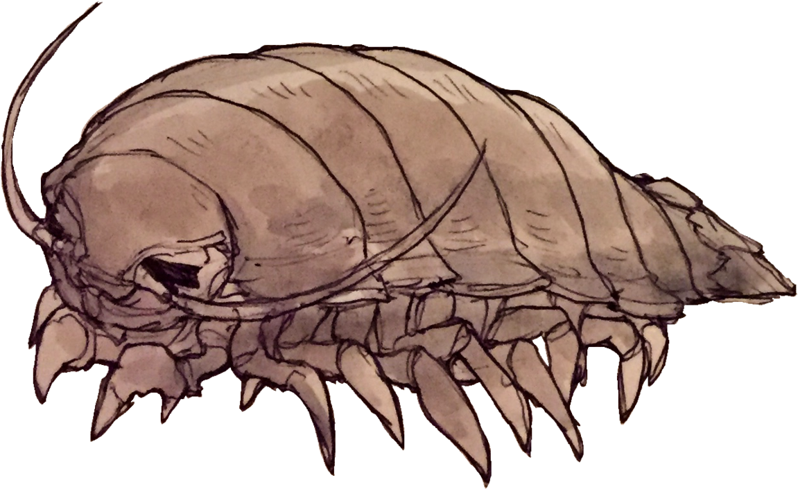 Giant Isopod Png Clipart - Large Size Png Image - PikPng