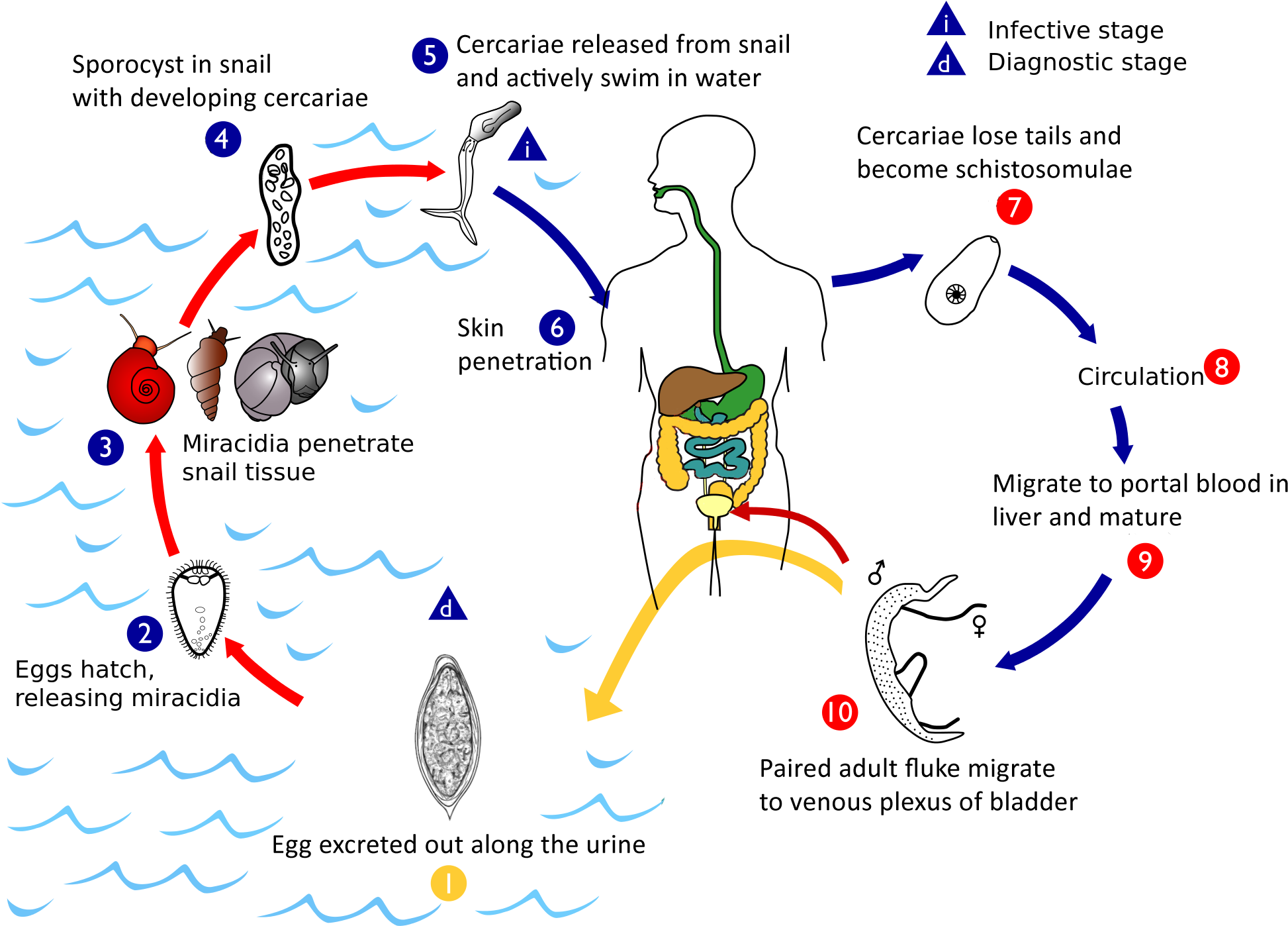 Haematobium Life Cycle - Life Cycle Of S Haematobium Clipart - Large ...