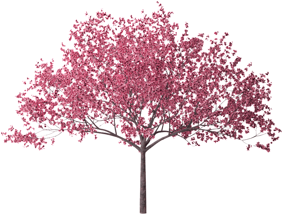 Download Photo Cherry Blossom Tree 28 Hd Wallpaper Zpsck2lgwr2 - Cherry