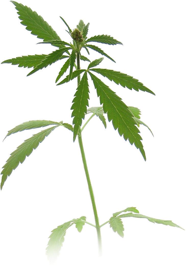 Download Weed Plant Transparent Transparent Background - Marijuana ...