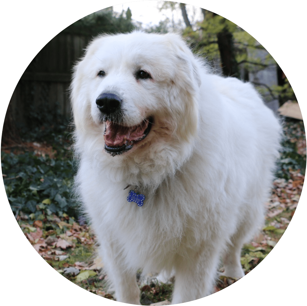 Great Pyrenees Png Download Great Pyrenees Clipart Large Size Png Image Pikpng