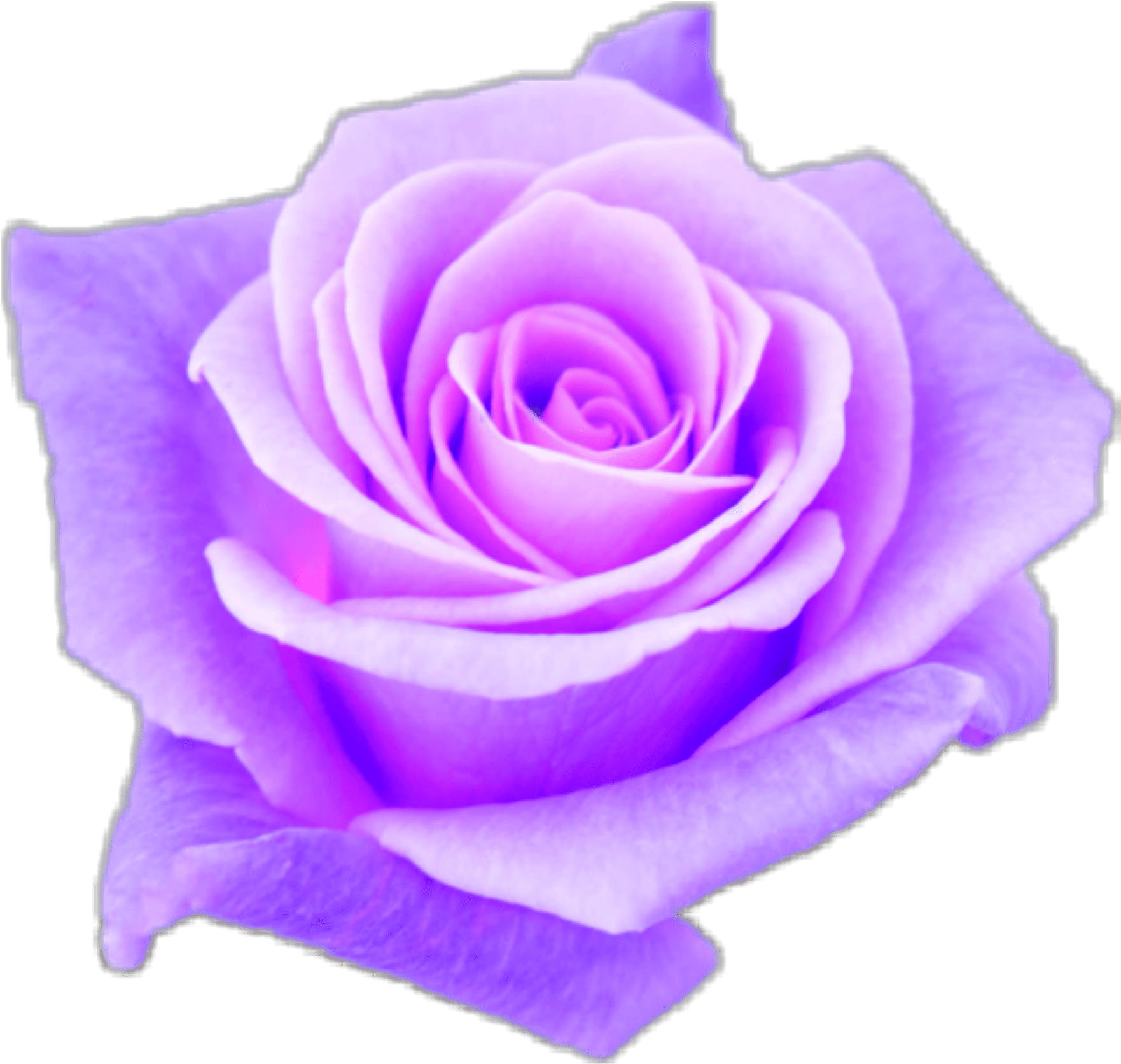 Purple Sticker - Роза Мисс Пигги Clipart (1024x1024), Png Download