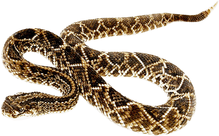 Free Png Snake Png Images Transparent - Eastern Diamondback Rattlesnake Png Clipart (717x445), Png Download