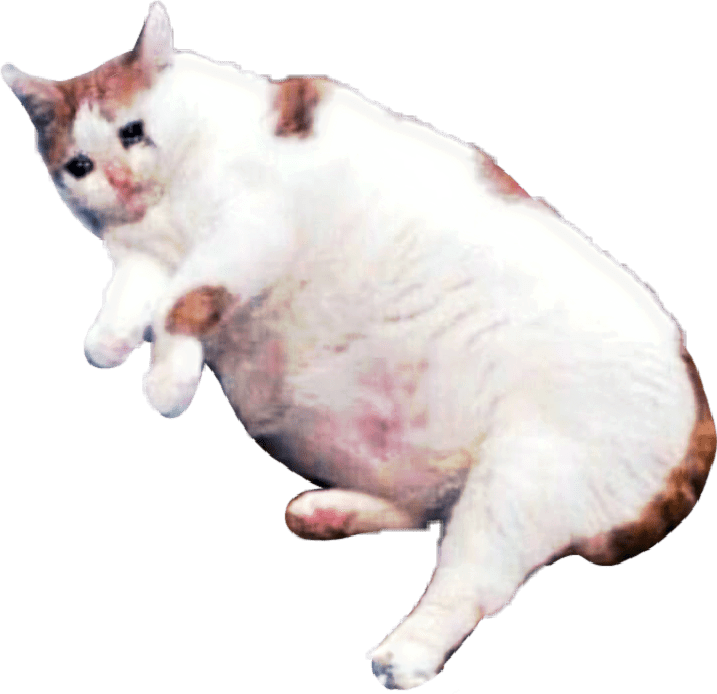Download Catsofpicsart Cat Sad Meme Sticker By Kananessuno - Sad Cats