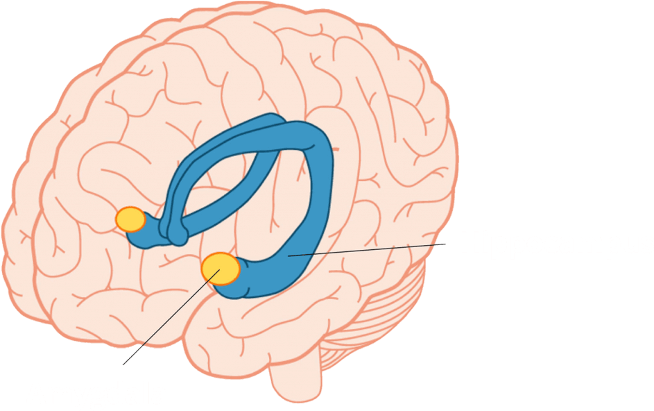 Гиппокамп мозга. Гиппокамп и миндалевидное тело. Гиппокамп и гипоталамус.