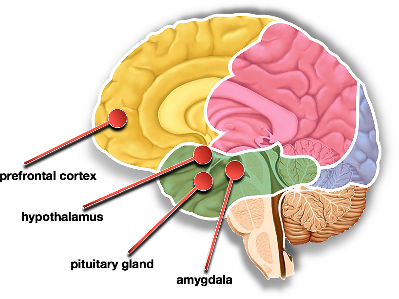 Content Articles Brains Fight Or Flight Impulese - Hypothalamus And Pituitary Clipart (819x613), Png Download