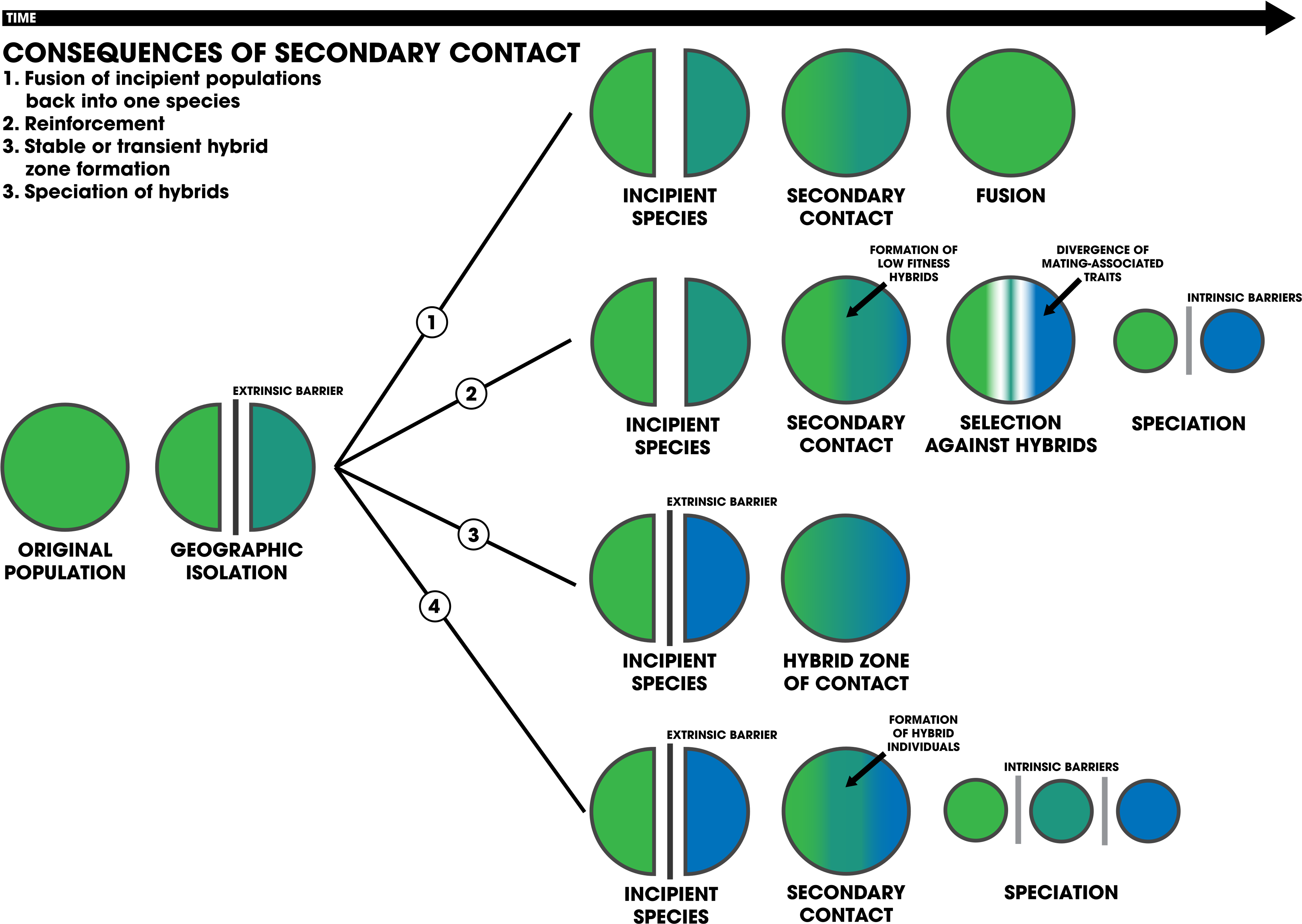 consequences-of-secondary-contact-schematic-secondary-contact-clipart