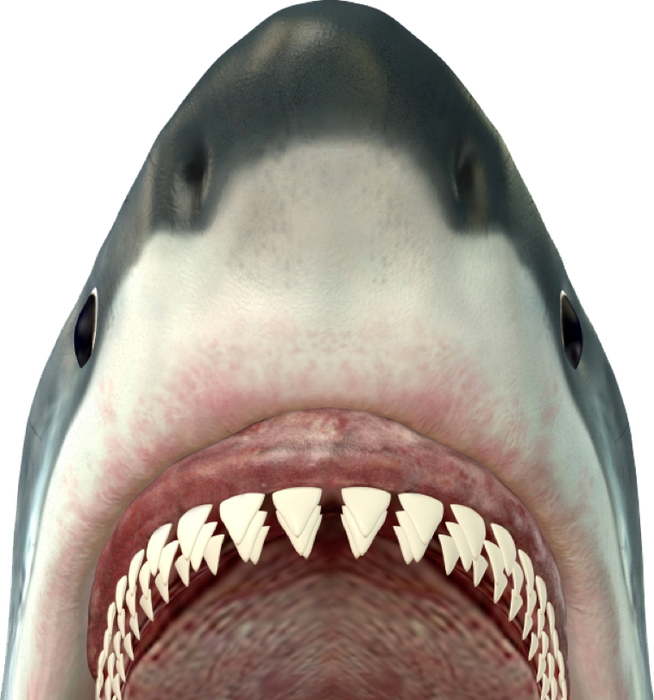 Revise And Edit Bull Shark Showing Teeth Clipart Large Size Png Image Pikpng 2007