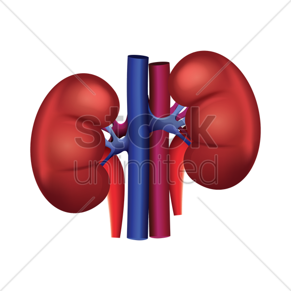 Kidney Png Clipart, transparent png image | PNG.ToolXoX.com