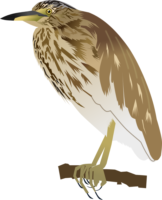 Indian Pond Heron - Green Heron Clipart (623x768), Png Download