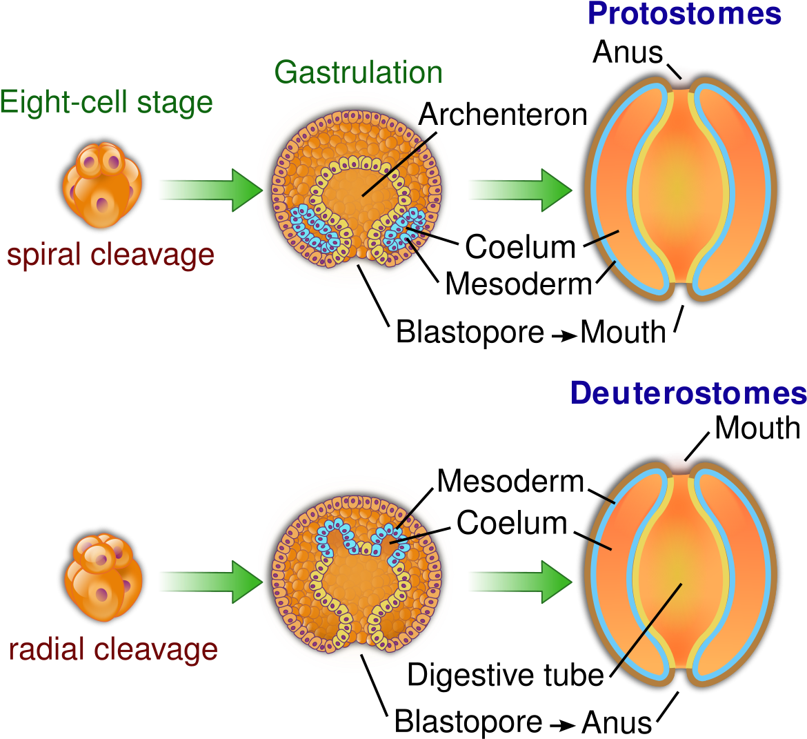 Embryological Origins Of The Mouth And Anus - Deuterostomes Clipart (1200x1096), Png Download