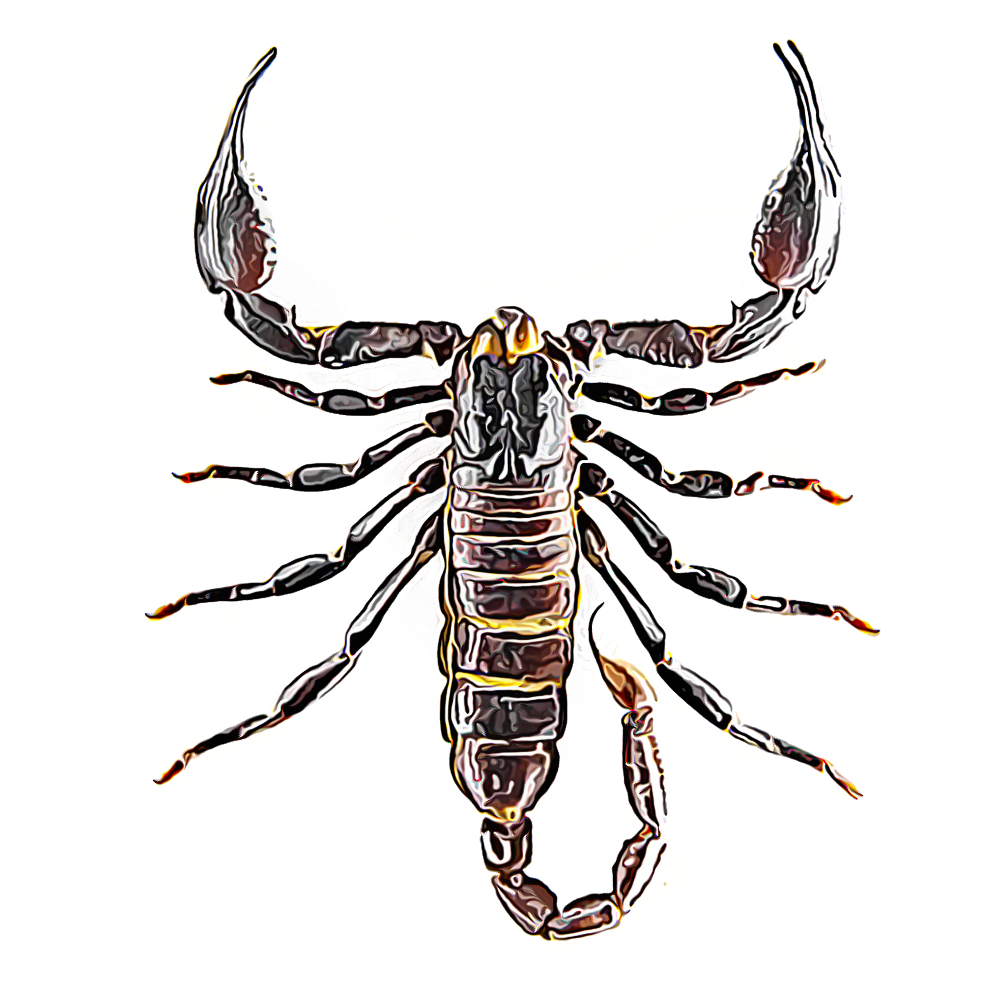 Scorpions Scorpion Insects Clipart Large Size Png Image Pikpng