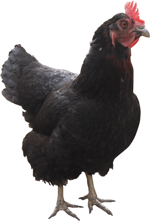 Gallina - Rooster Clipart - Large Size Png Image - PikPng