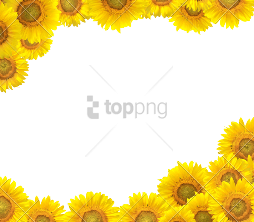 Free Free 104 Clear Background Sunflower Clipart Transparent Transparent Sunflower Border Png SVG PNG EPS DXF File