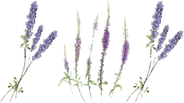 Download #lavander #lavender #freetoedit #flowers #flower #wildflower