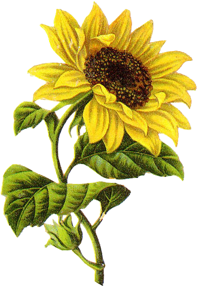 Common Sunflower Sketch Transprent - Sunflower Illustration Png Clipart ...