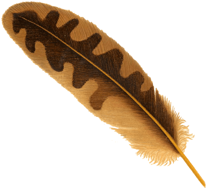 Free Png Download Feather Png Images Background Png Transparent Background Feather Png Clipart