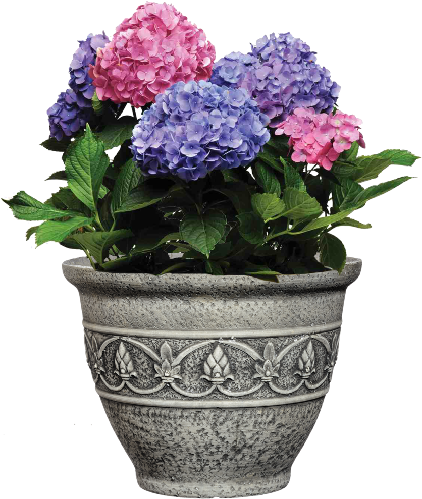 What Varieties Need To Cover - Flowerpot Clipart (850x1008), Png Download