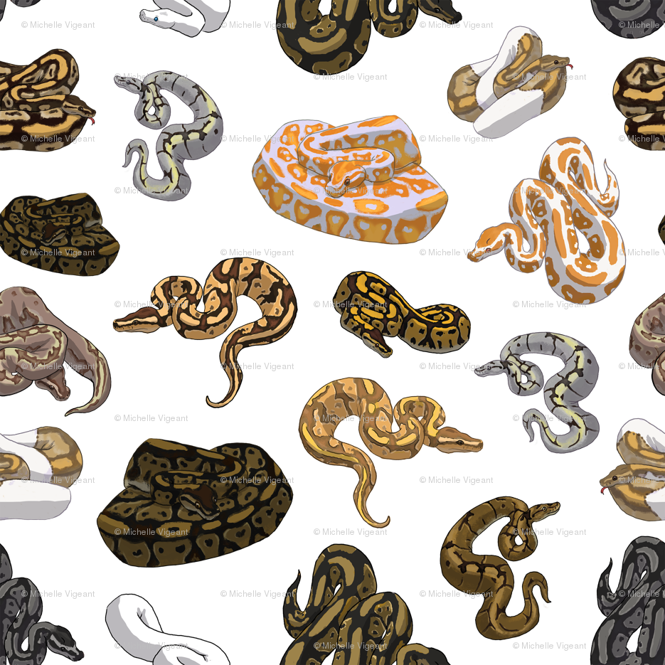 Featured image of post Ball Python Wallpaper - If you like ball python snake wallpaper app rate us thanks!