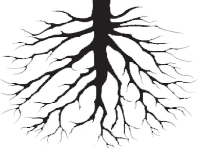 Download Transparent Background Root Clipart - Png Download Png