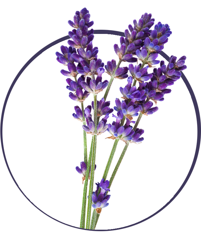 Aromatherapy For Natural Living Free Lavender Png Clipart Large Size Png Image Pikpng